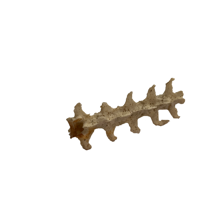 botje_01