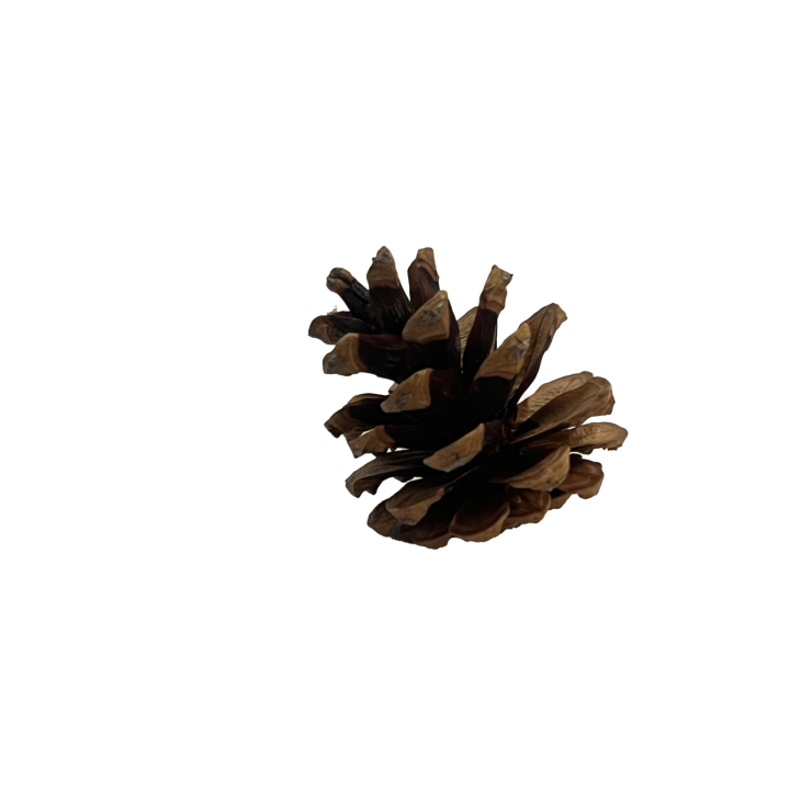 den_01