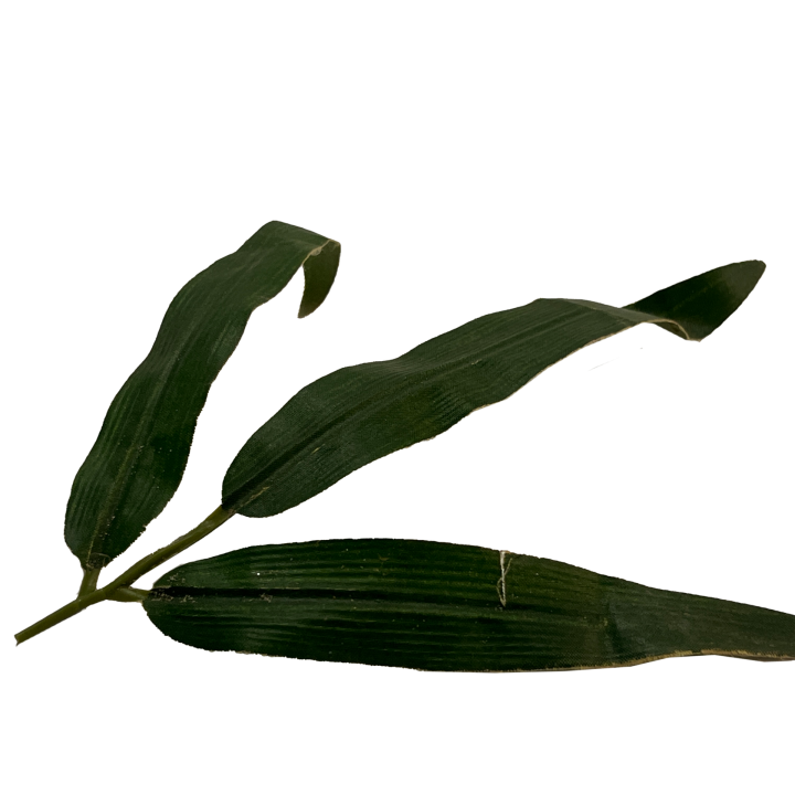 plant_01
