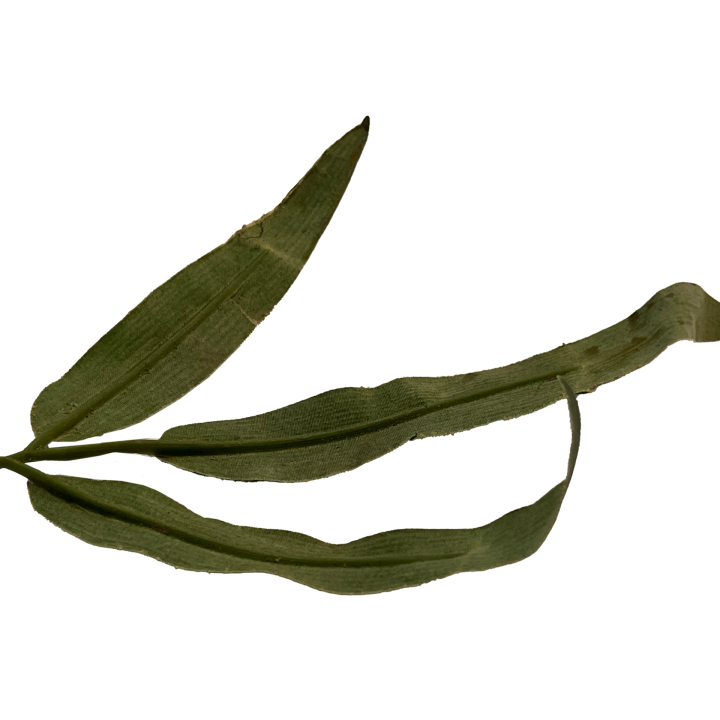 plant_011