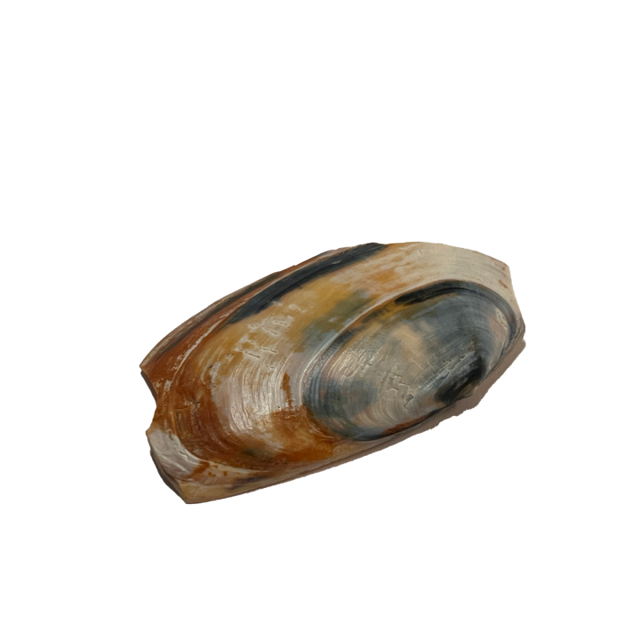 schelp_01