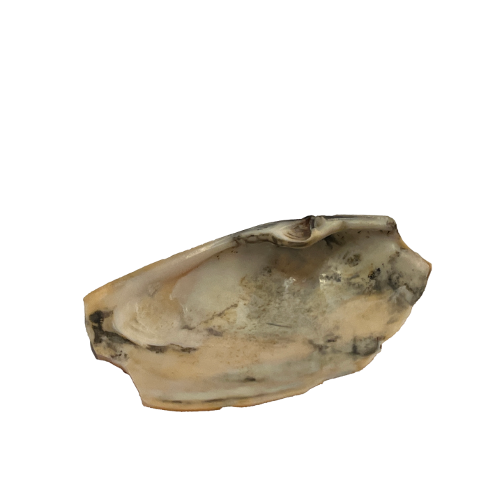 schelp_011