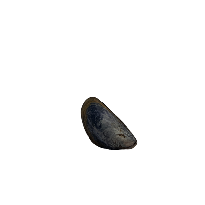 schelp_011_1