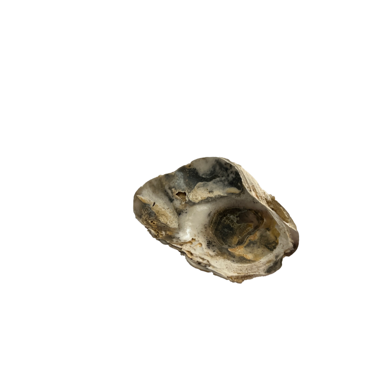 schelp_011_10