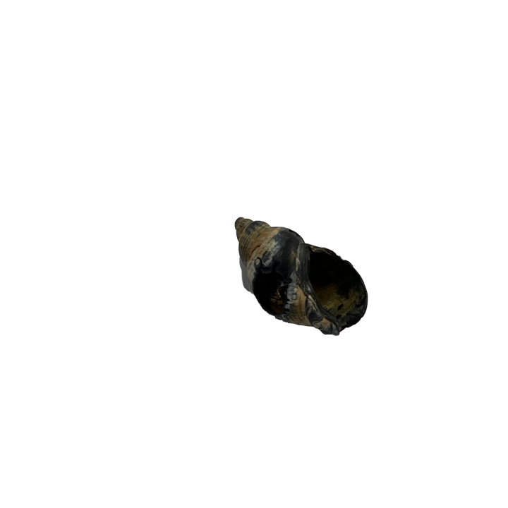 schelp_011_2