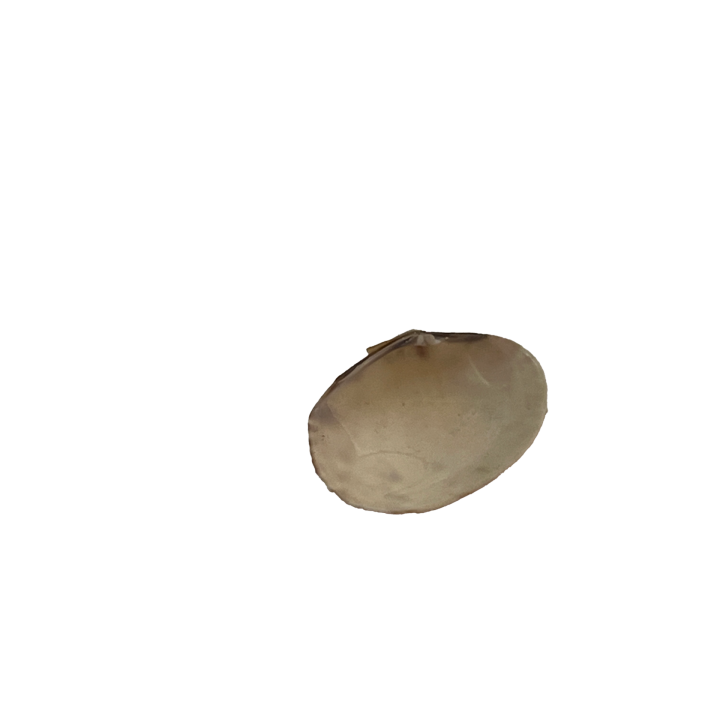 schelp_011_3