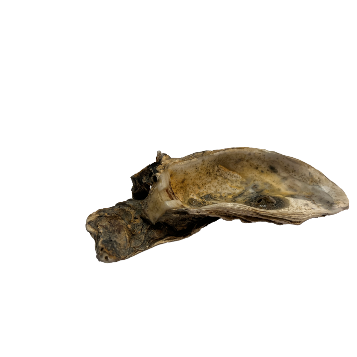 schelp_011_4