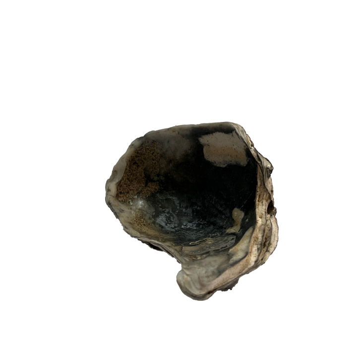 schelp_011_5