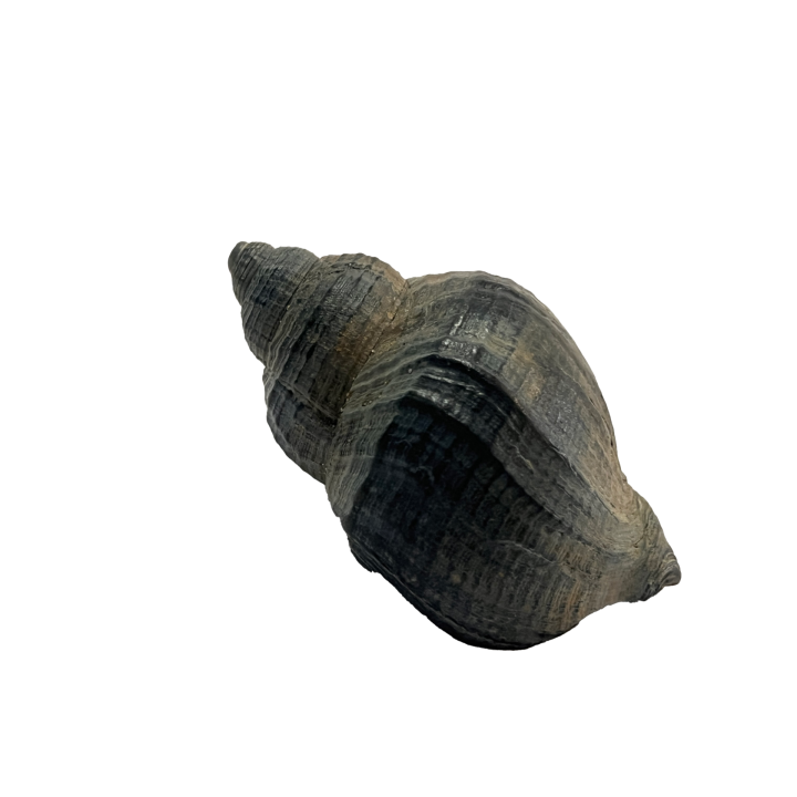 schelp_011_6