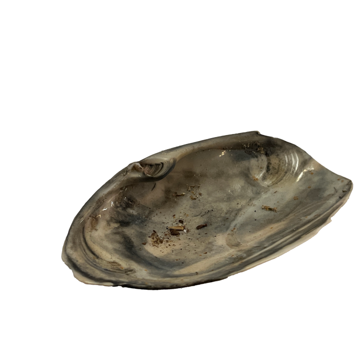 schelp_011_7