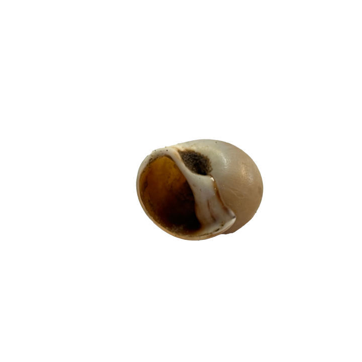 schelp_011_8