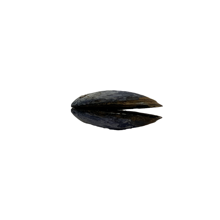 schelp_01_1