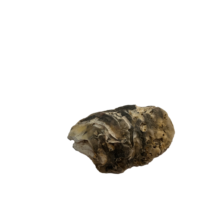 schelp_01_10