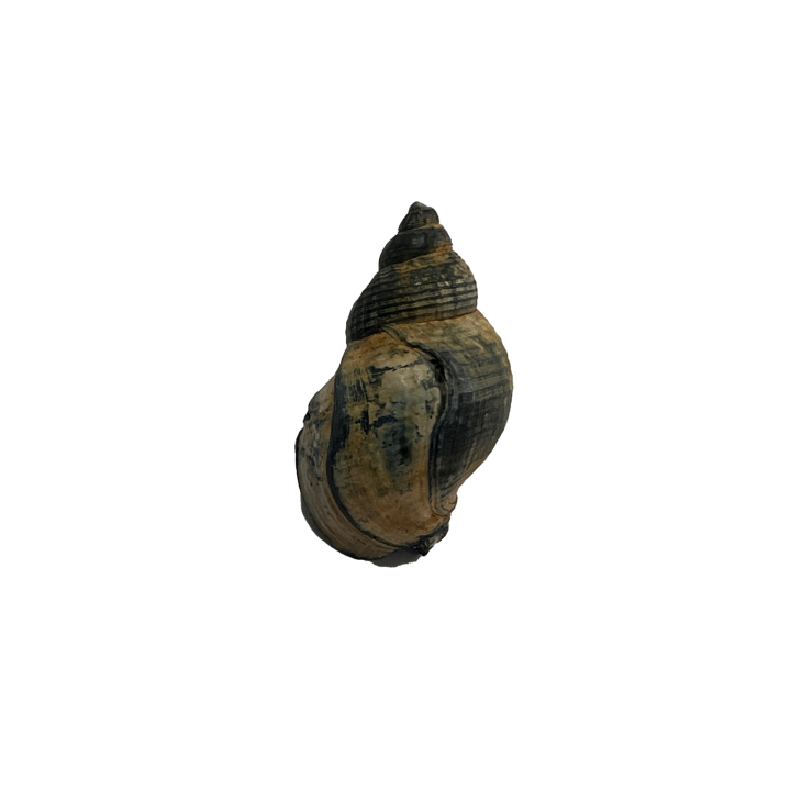 schelp_01_2