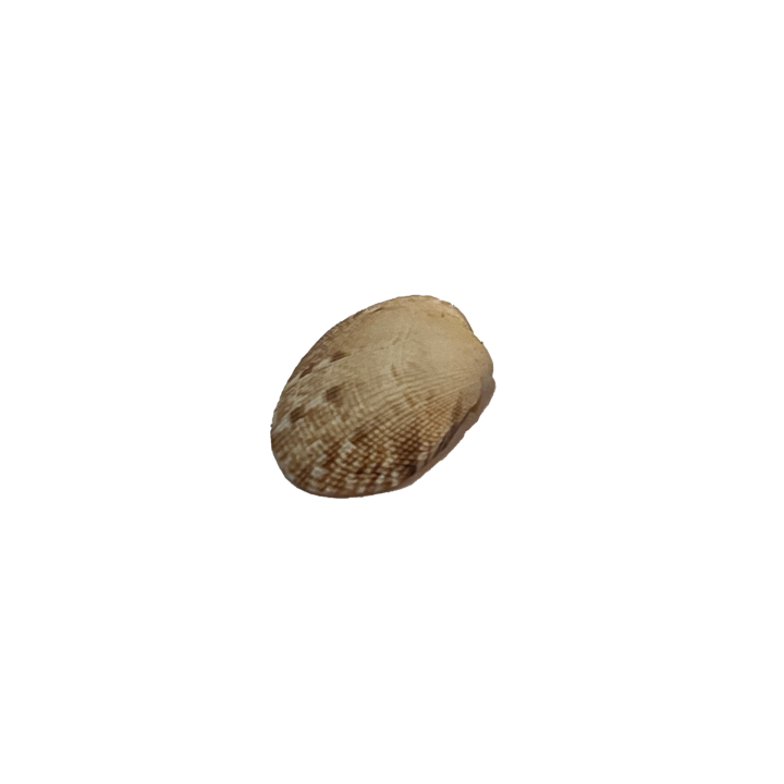 schelp_01_3