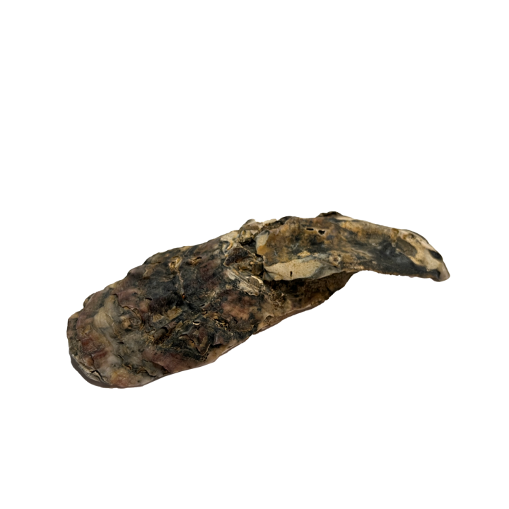 schelp_01_4