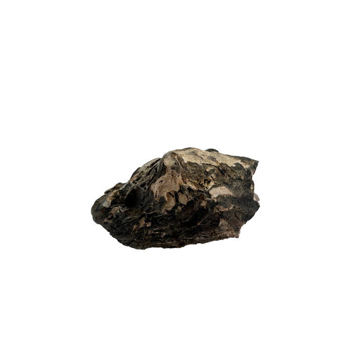 schelp_01_5