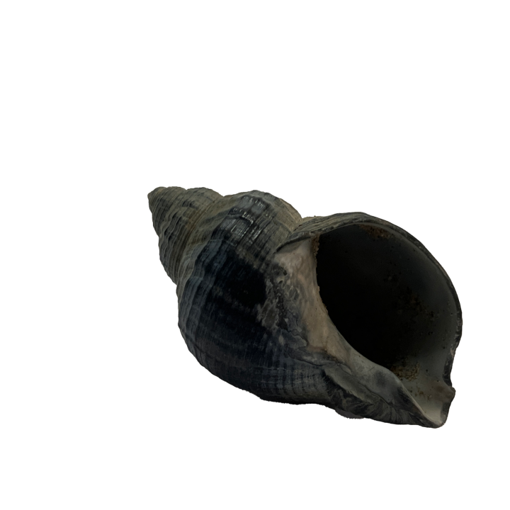 schelp_01_6