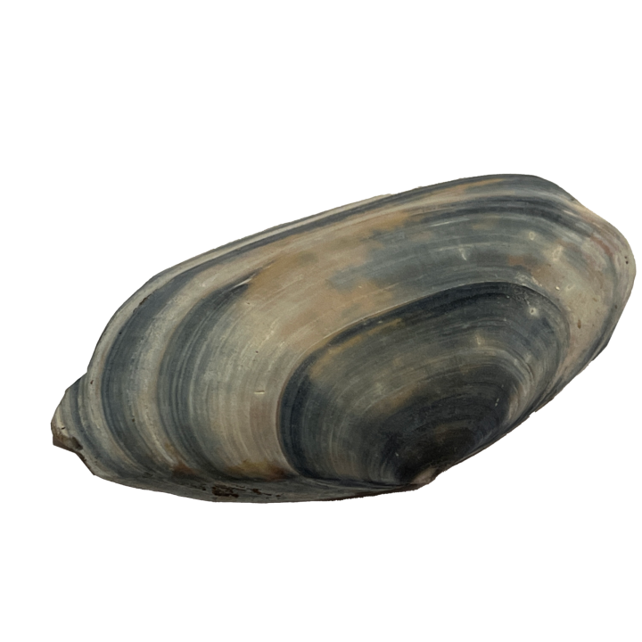 schelp_01_7