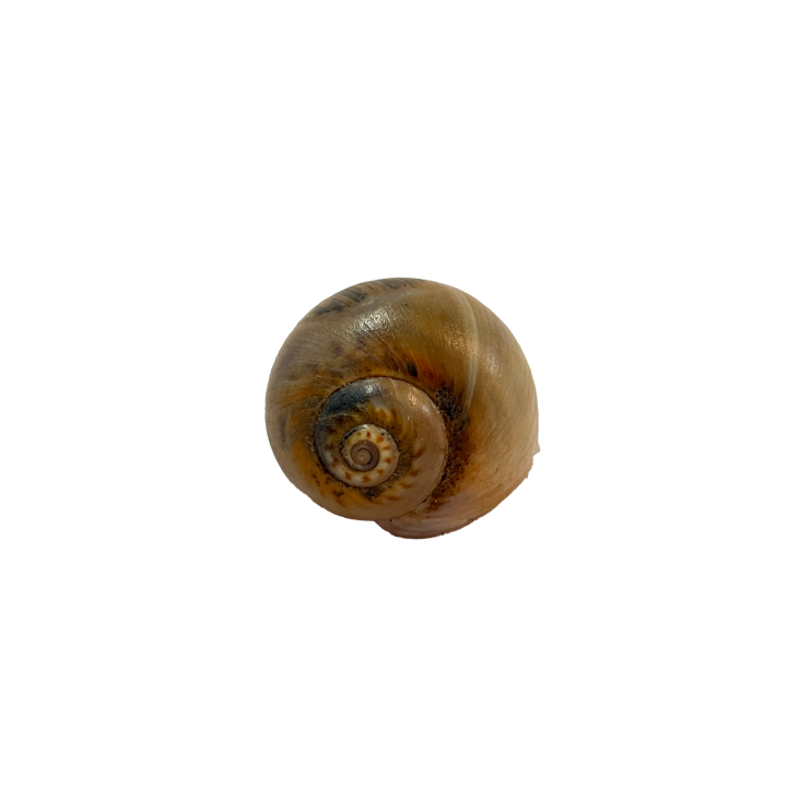 schelp_01_8