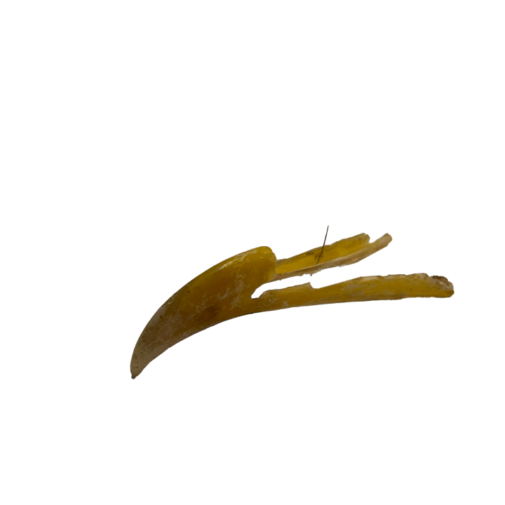 snavel_01