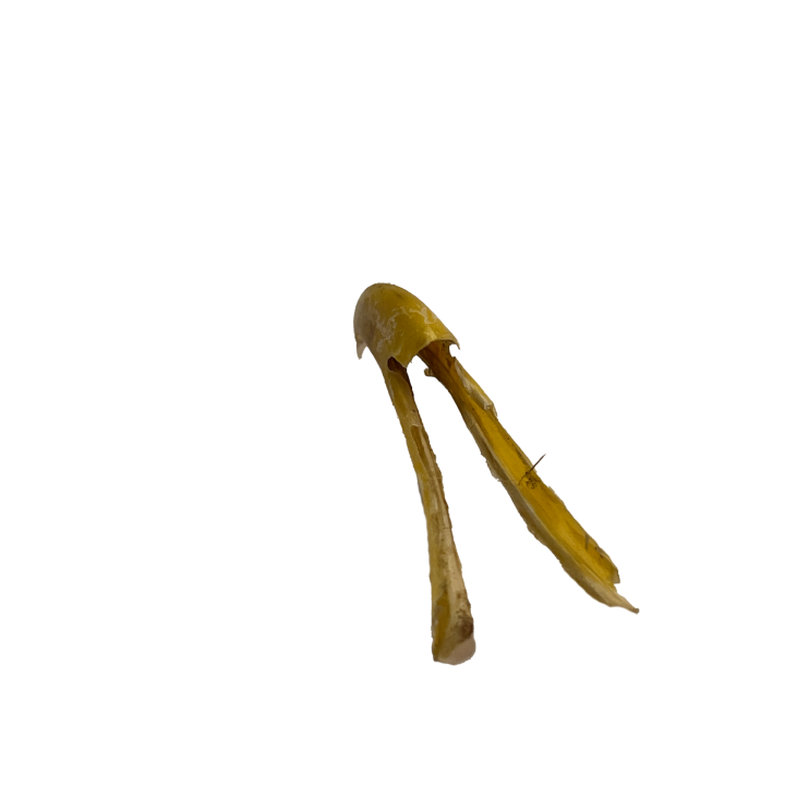 snavel_011